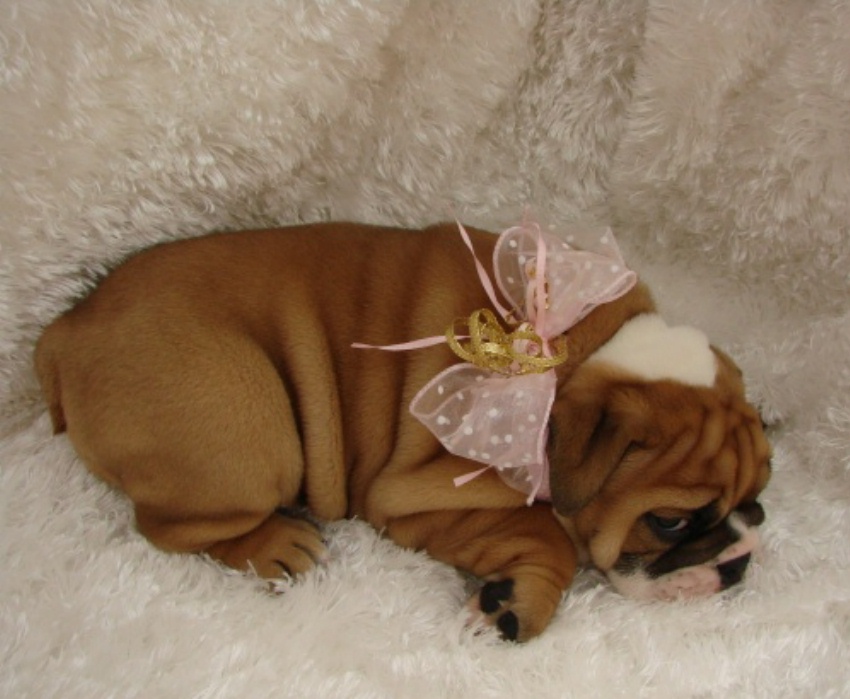 Affectionate Akc English Bulldog Puppy