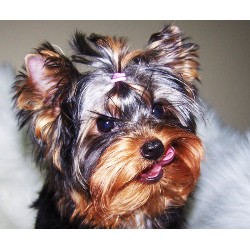 Cute AKC Yorkshire Terrier Puppy for Adoption - 11 Weeks Old