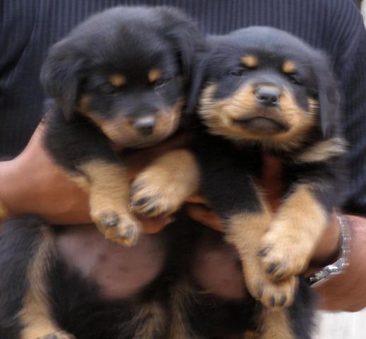 rotweiller puppies for sale