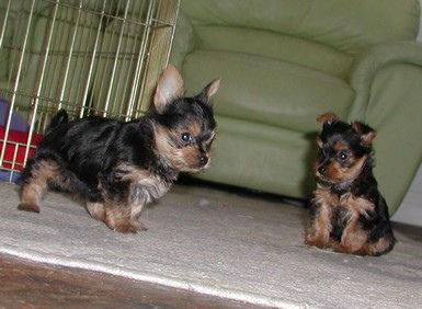 Healthy tea cup yorkie puppies for adoption.