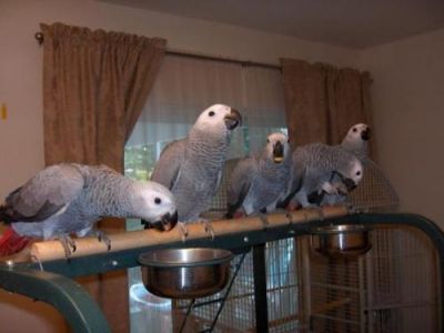 African Grey Parrot with eggs