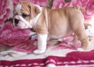 english bull dog  puppies for sale