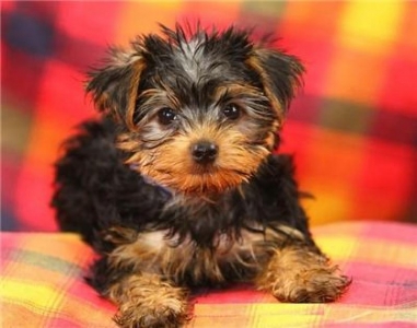 Lovely Teacup Yorkie Puppies For  Adoption