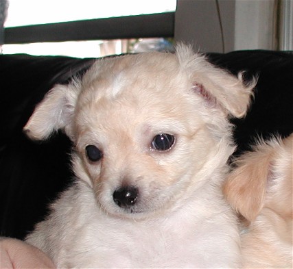 Gorgeouse and outstanding Chihuahua puppies free for adoption