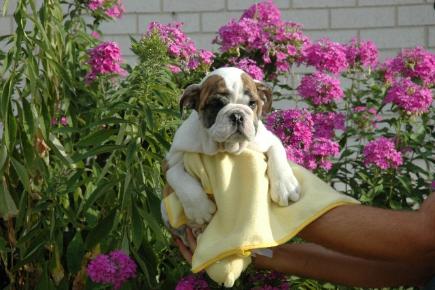 Home/potty train English bulldog puppies available for adoption, (ALMOST FREE)