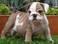 Sweetes English Bulldog Puppies For Adoption