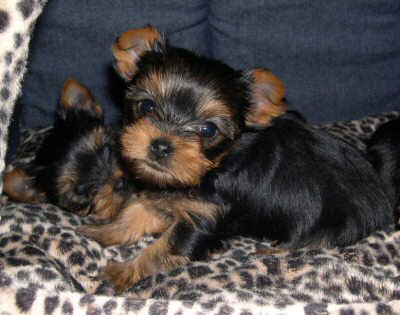 two sweet Yorkie puppies male and female looking for good homes...{chloe12405654100@yahoo.com}