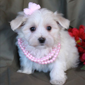 Maltese Puppies ready for good homes