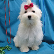 Charming maltese puppies available,14 weeks old