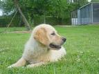 10 weeks old AKC Golden Retriever puppies