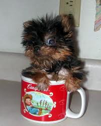 ADORABLE  TEA CUP YORKIE PUPPIES FOR FREE ADOPTION