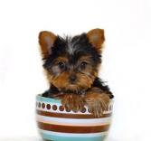 ADORABLE  TEA CUP YORKIE PUPPIES FOR FREE ADOPTION