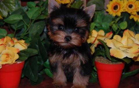 I Have Two Cute Yorkie Puppies for adoption(greth_luise@live.com)