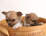 cute and adorable english bulldog puppies for adoption