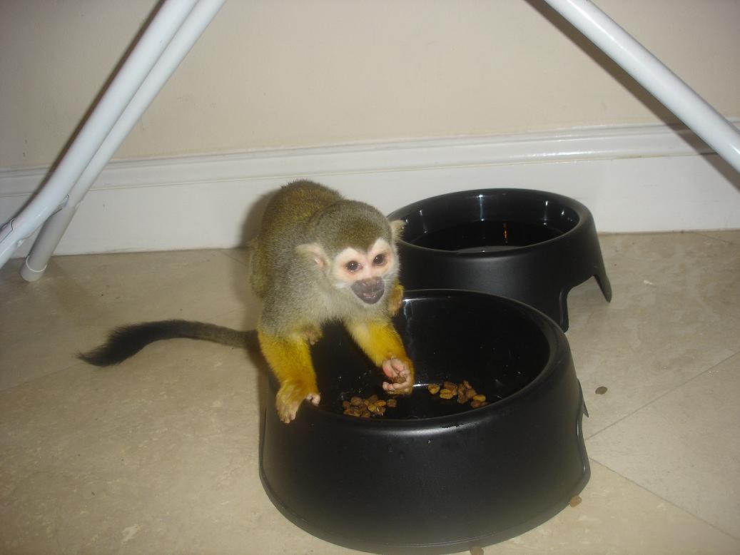 Beautiful Baby Squirrel Monkeys Available !!!