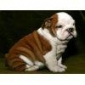 Akc English Bulldog Puppies For Adoption