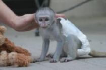 Capuchin monkeys for sale