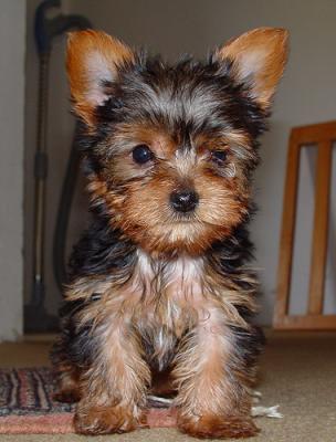 Adorable Yorkie Puppies For Free Adoption