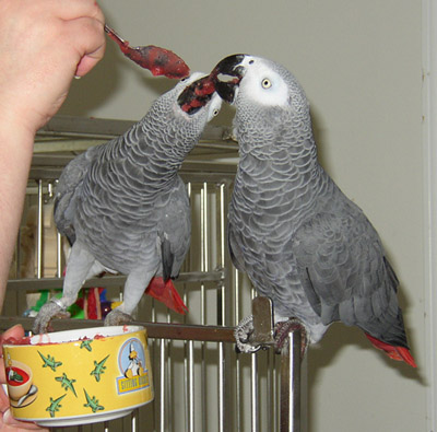 Potty Trained African Grey Parrots For Re Goming