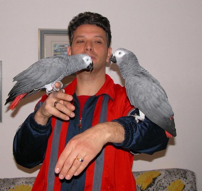 Piece-full Looking African Grey Parrots For Re Homing