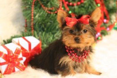 Cute And Lovely Yorkie Puppies For Adoption email on le.jessical@yahoo.com