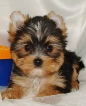 AKC Adorable Yorkie Puppy