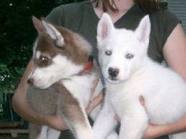 Beautiful Siberian Husky Puppies For Free Adoption