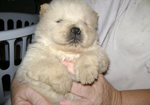 affectionate chow chow puppies