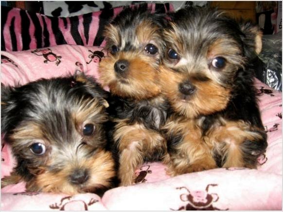 Gorgeous Teacup Yorkie puppies for free adoption