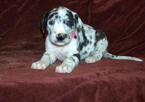 out standing great dane puppies now