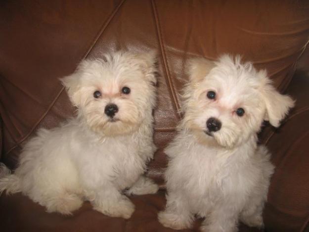 MALTESE PUPPIES FOR YOUR PLEASNTSRY