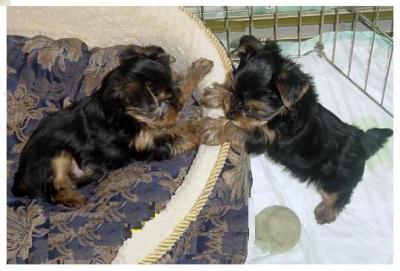 Super Cute Yorkshire Terrier Puppies for adoption ( brandylens@live.com )