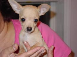 chihuahua puppies for re homing