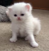 Persian kitten for adoption