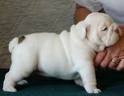 Beautiful English Bulldog Puppies For Adoption