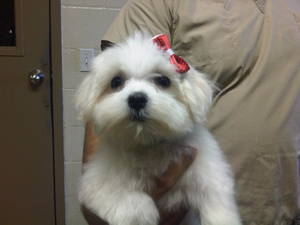 Male and Female Maltese For Adoption