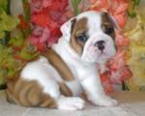 Male and Female English Bulldog Puppies For Rehoming