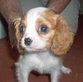 cute king charles spaniel puppy for your home