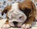 adorable english bulldog puppies for adoption get back to (k_clarrise@yahoo.com) if interested