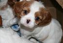 lovely and romantic king charles spaniel puppy