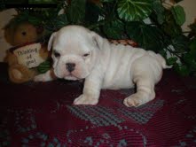 Adorable Bulldog Puppies For Free Adoption