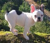 affectionate french bulldog puppies for adoption