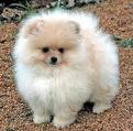 cute pomeranian puppies for free adoption