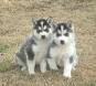 siberian husky puppies for free adoption