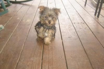 Gorgeous Tiny Teacup Yorkie Puppies For Adoption