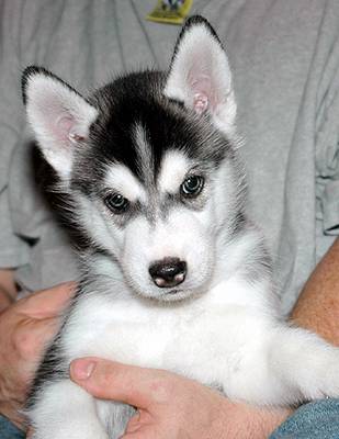 lovely husky puppy