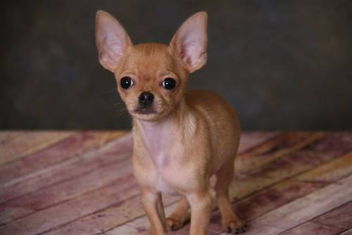Smooth Coat Male Chihuahua Puppy