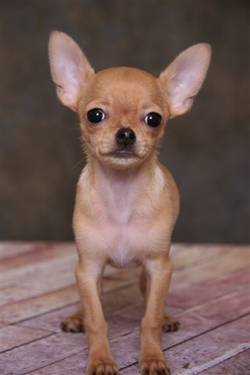 AKC Long Coat Male Chihuahua Puppyfor sale