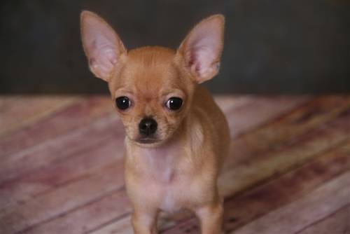 CHIHUAHUA pups