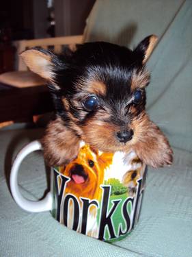 Teacup Yorkie Puppies